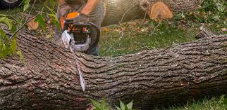 Beatrice, NE Tree Services Company